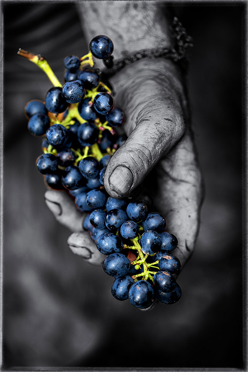 metier bouche-artisan-agriculture-eleveur-paysan-terroir-fromage-vache-lait-pain-cereale-campagne-rural-occitanie-ariege-pyrenees-Raphael-KANN_8431-b